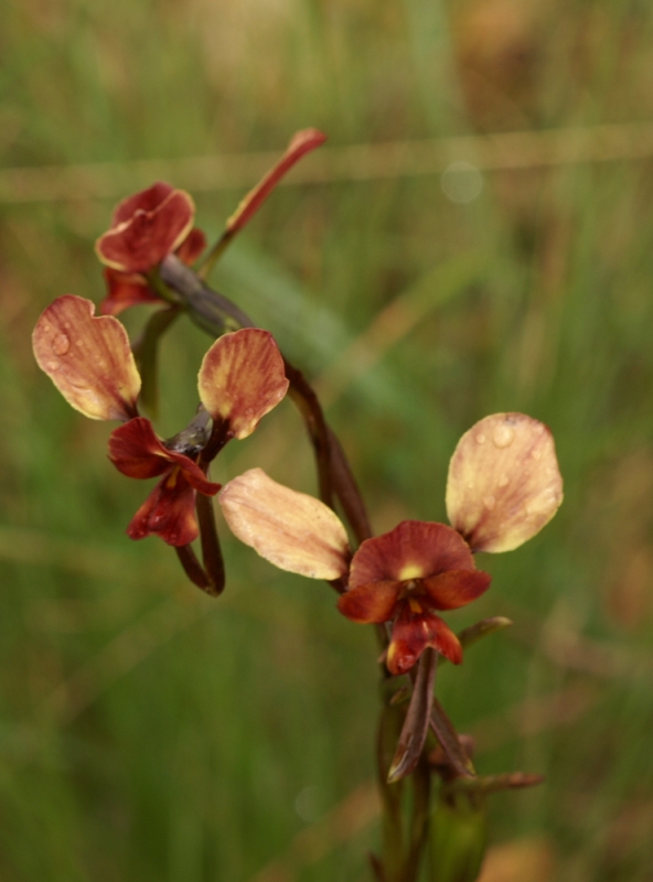 Diuris orientis